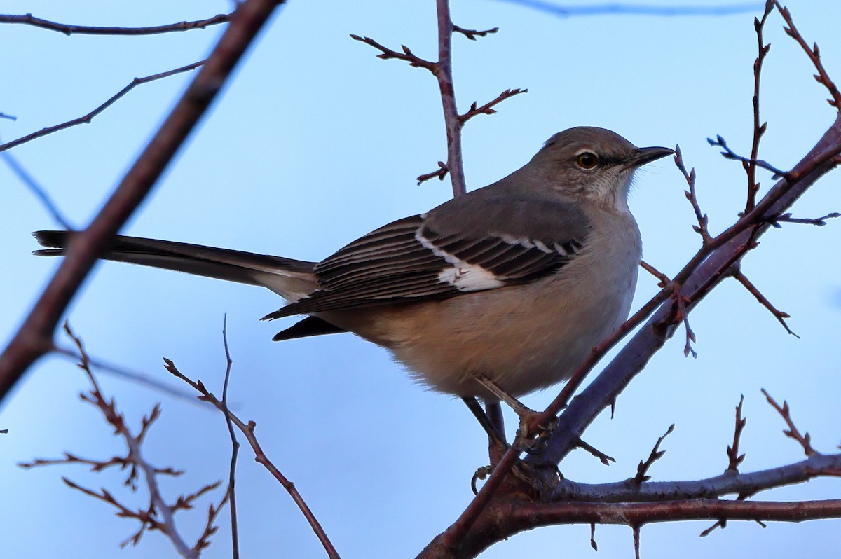 Northern Mockingbird - ML646845306