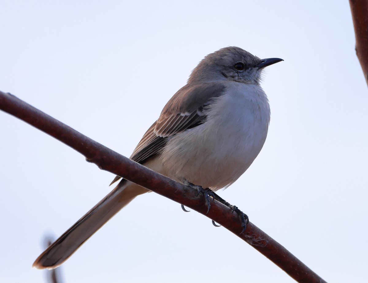 Northern Mockingbird - ML646845307