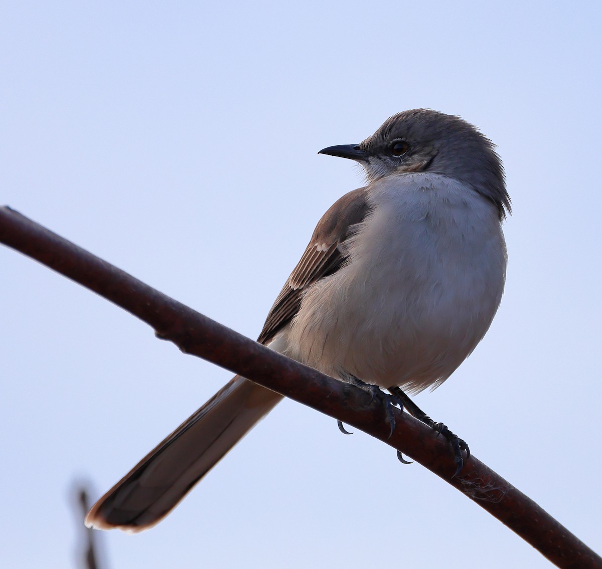 Northern Mockingbird - ML646845308