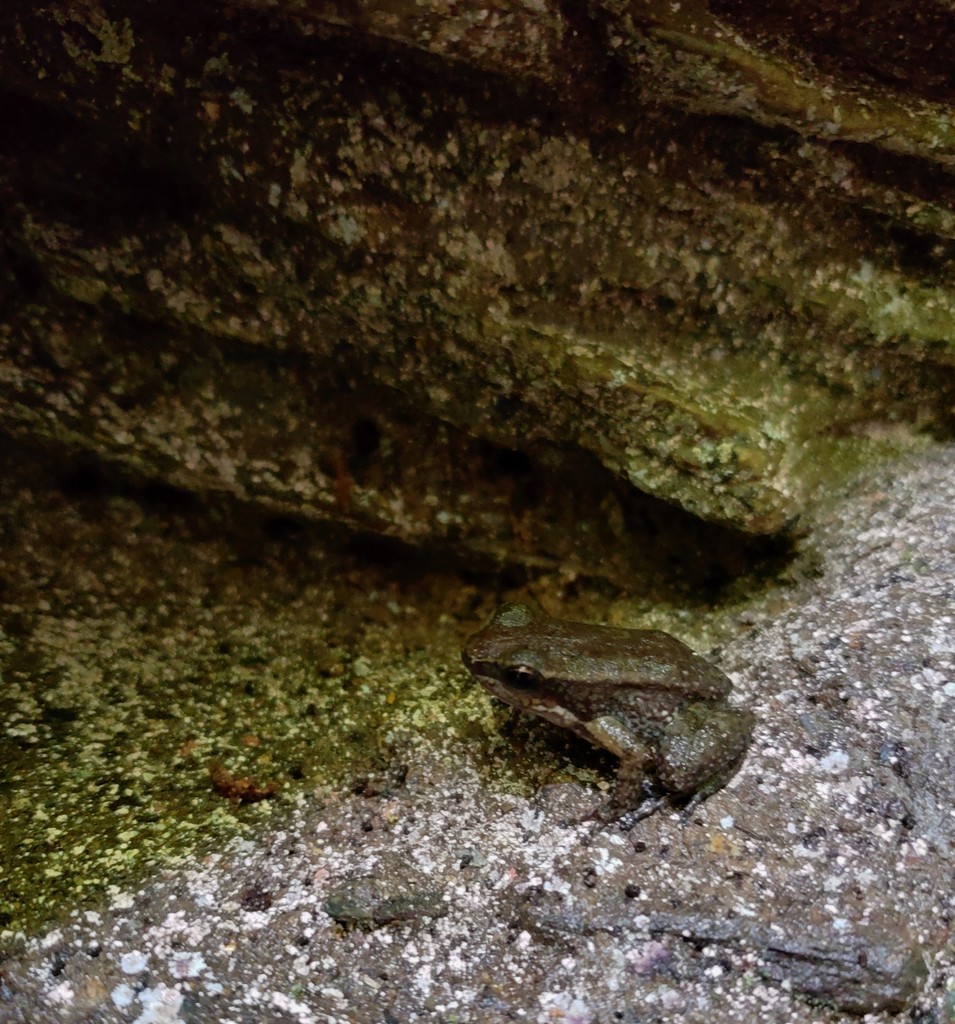 Yellow-throated Frog - ML646845313