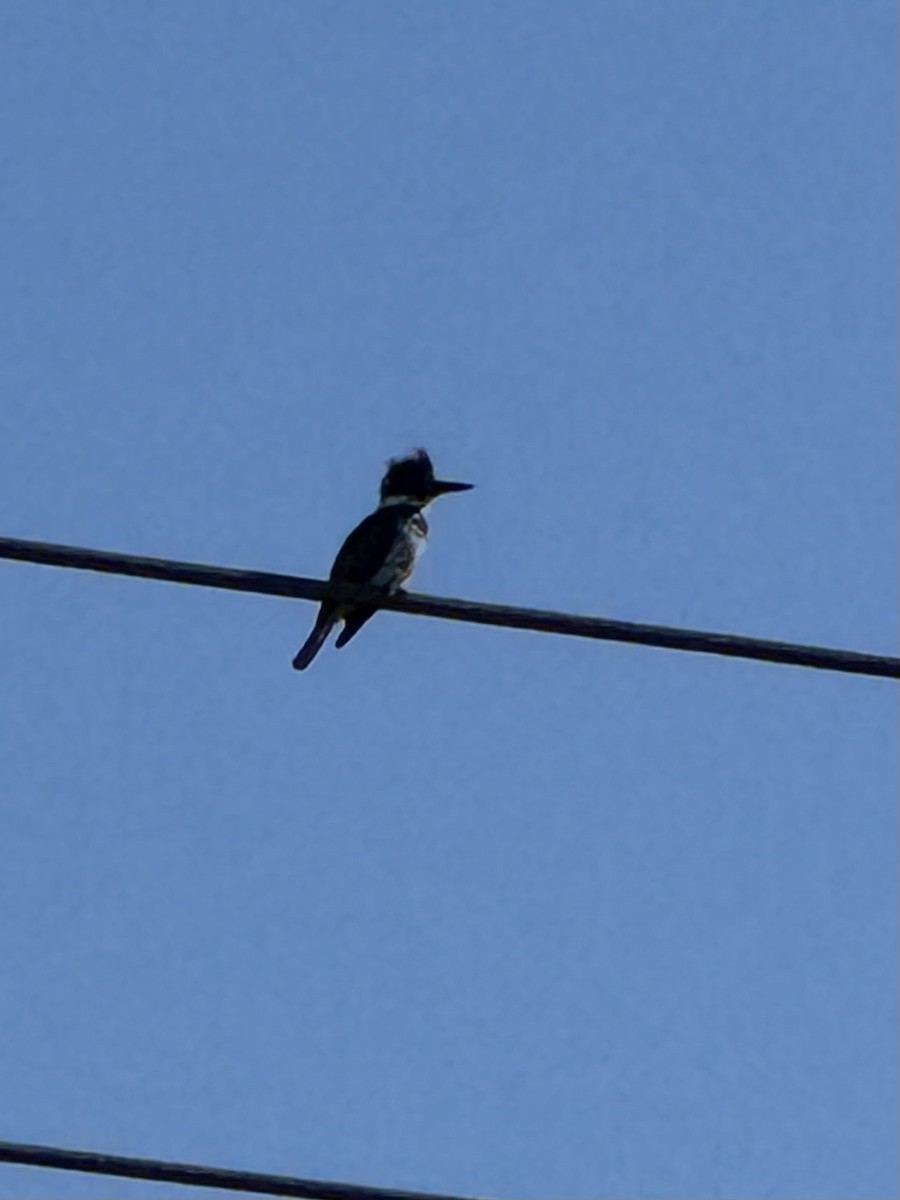 Belted Kingfisher - ML646845314