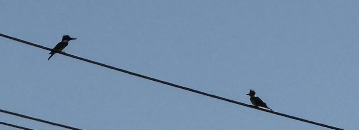 Belted Kingfisher - ML646845315