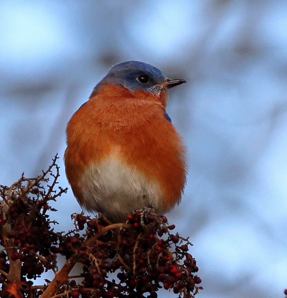 Блакитник східний - ML646845321