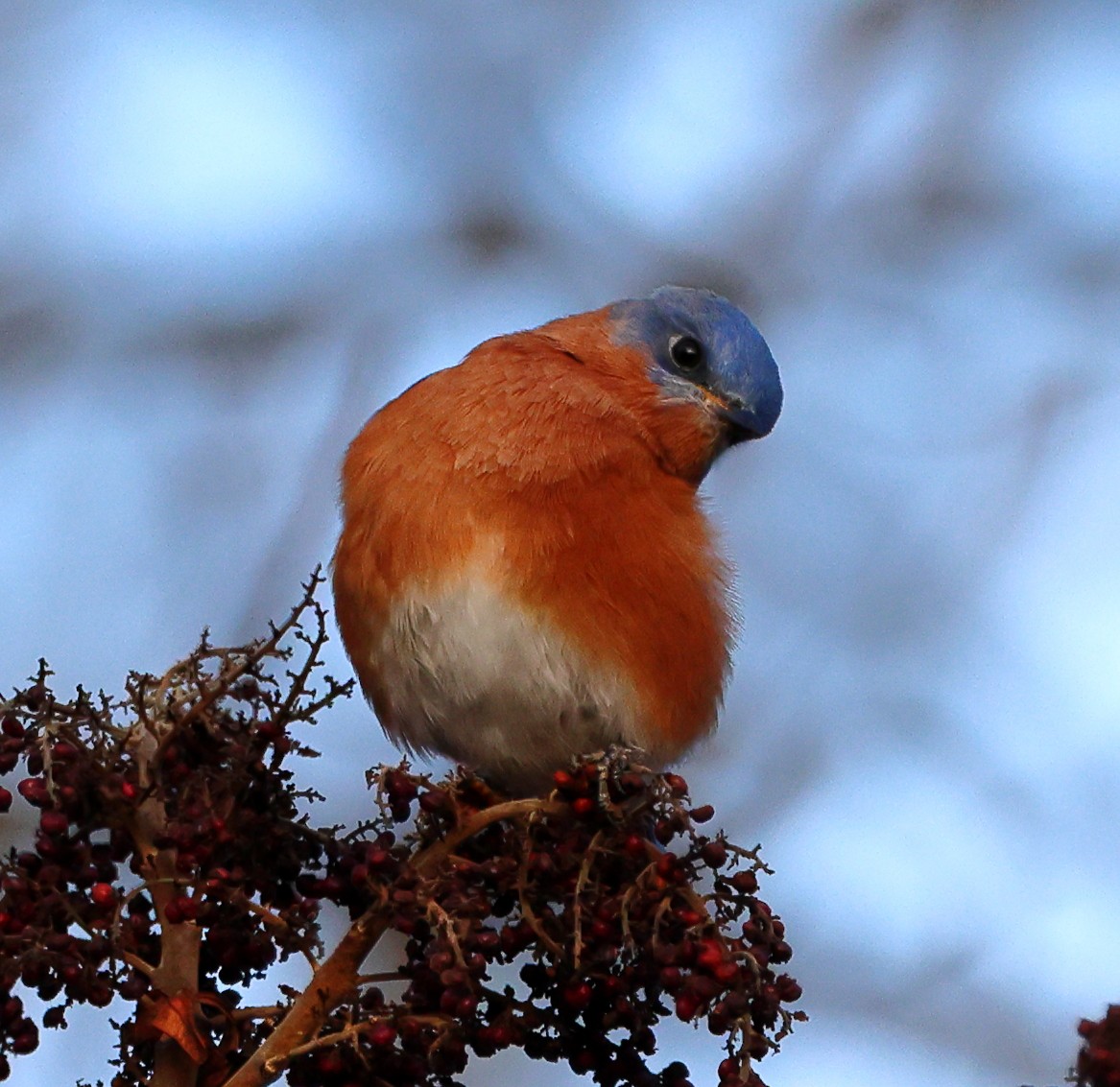 Блакитник східний - ML646845322