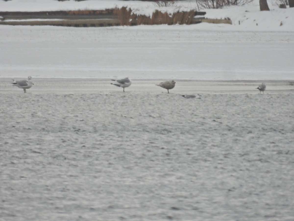 grønlandsmåke - ML646845324