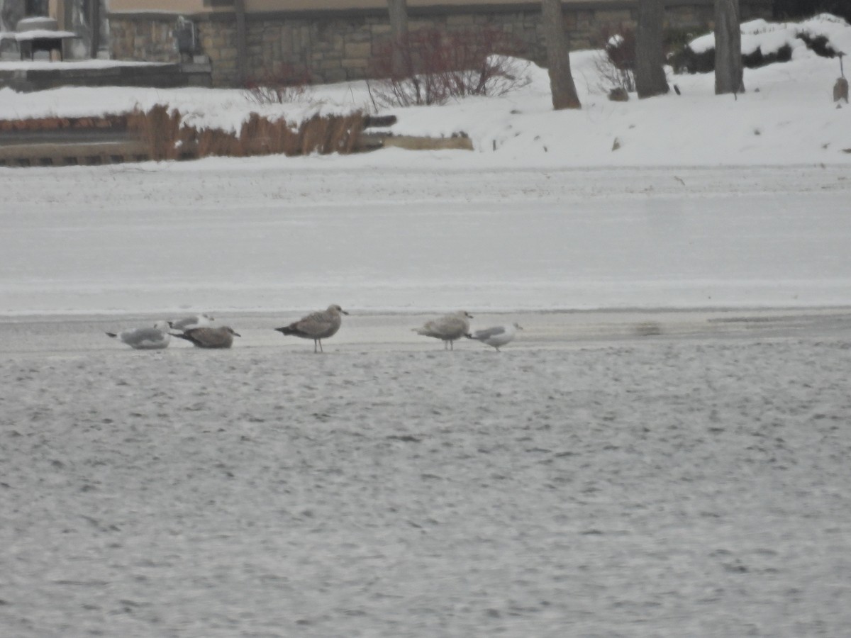 grønlandsmåke - ML646845325