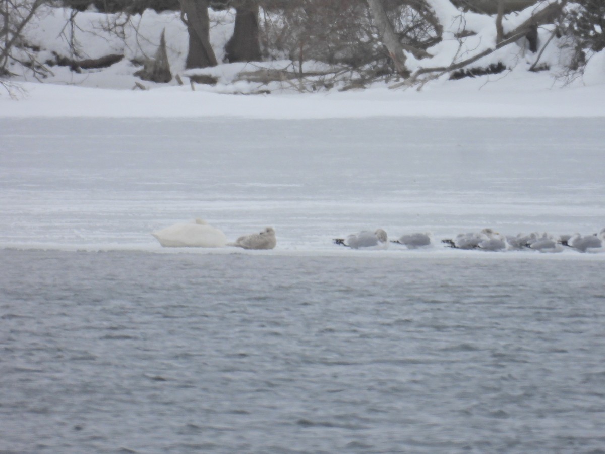 grønlandsmåke - ML646845326