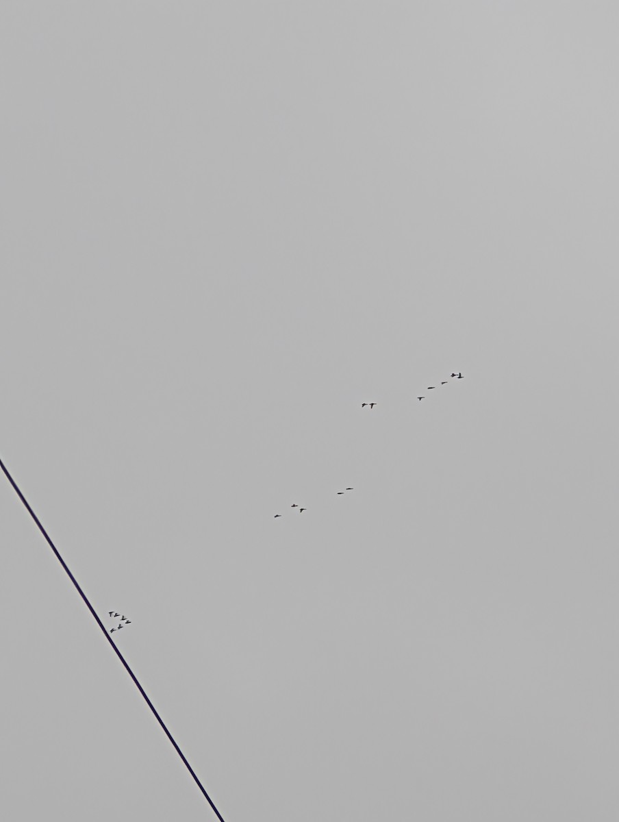 Anatinae sp. - ML646845328