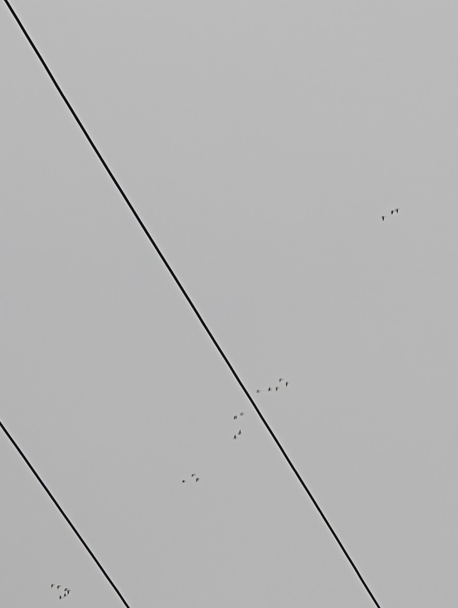 Anatinae sp. - ML646845329