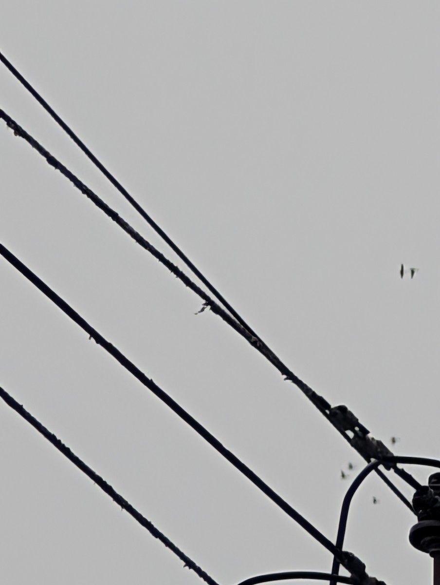 Anatinae sp. - ML646845334