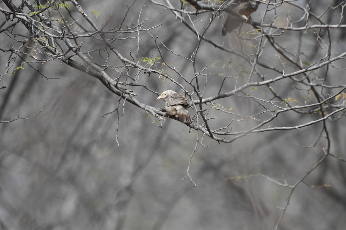 Желтоклювая дроздовка - ML646845335