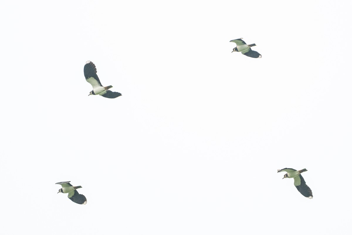 Чибис - ML646845339