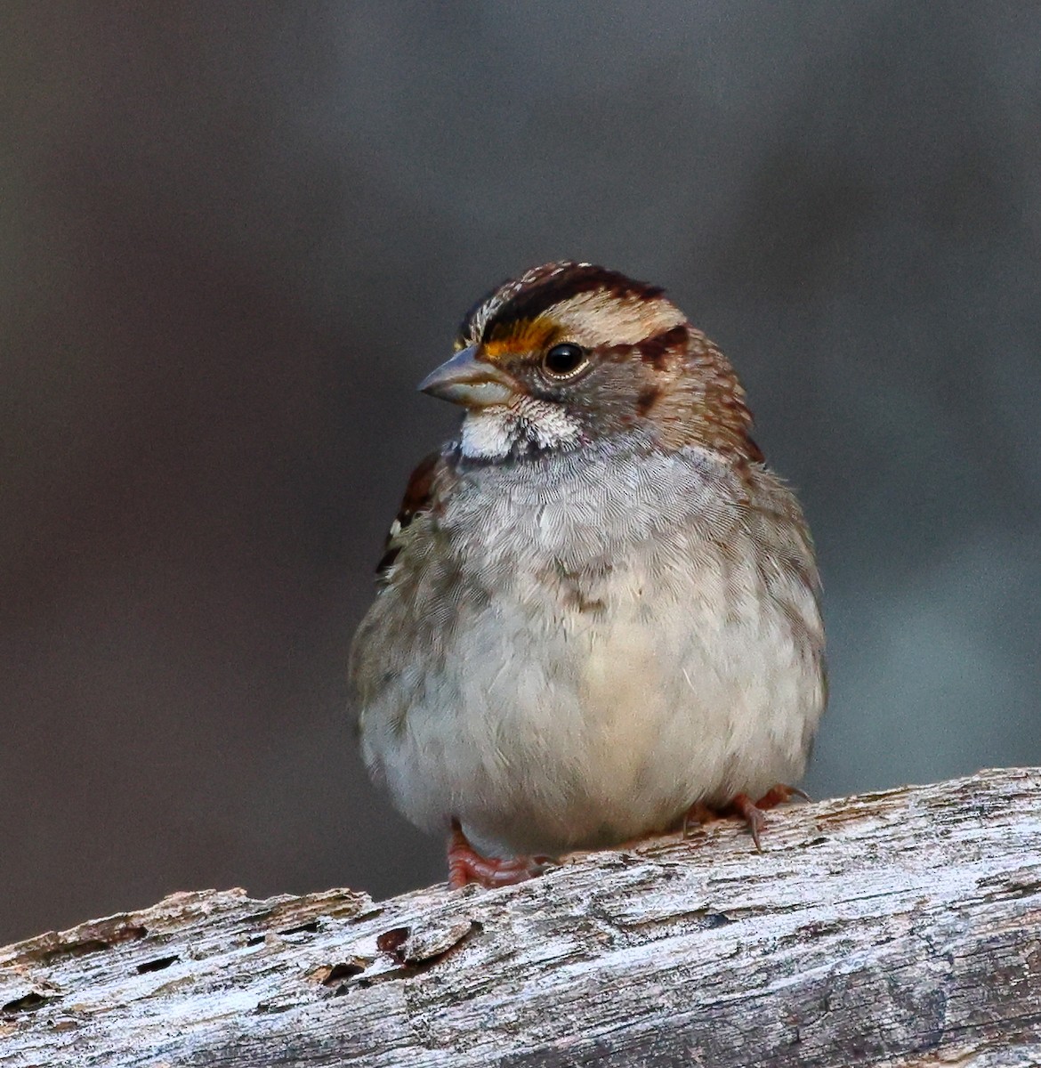 White-throated Sparrow - ML646845341