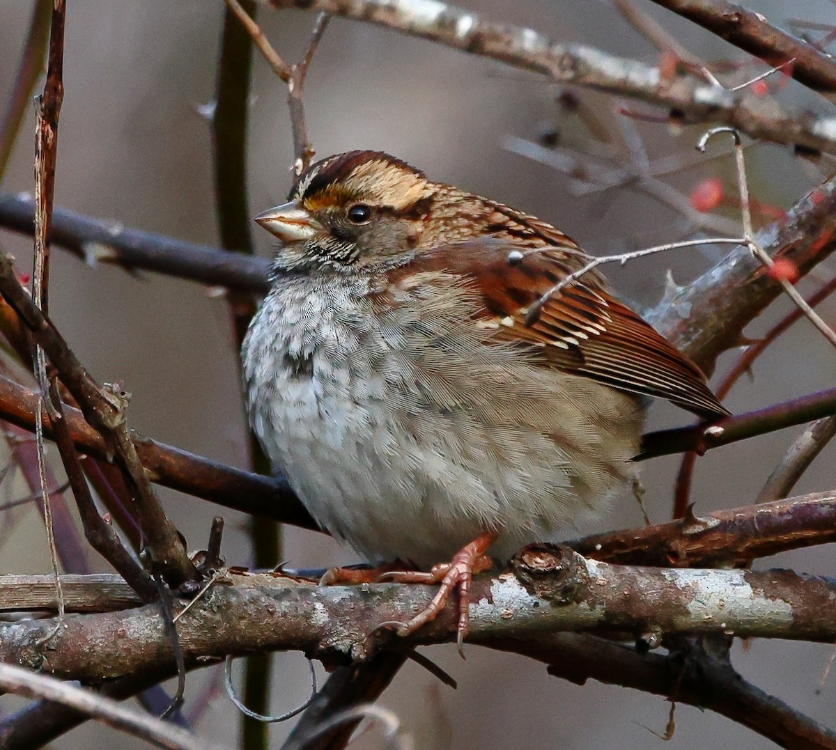 White-throated Sparrow - ML646845342
