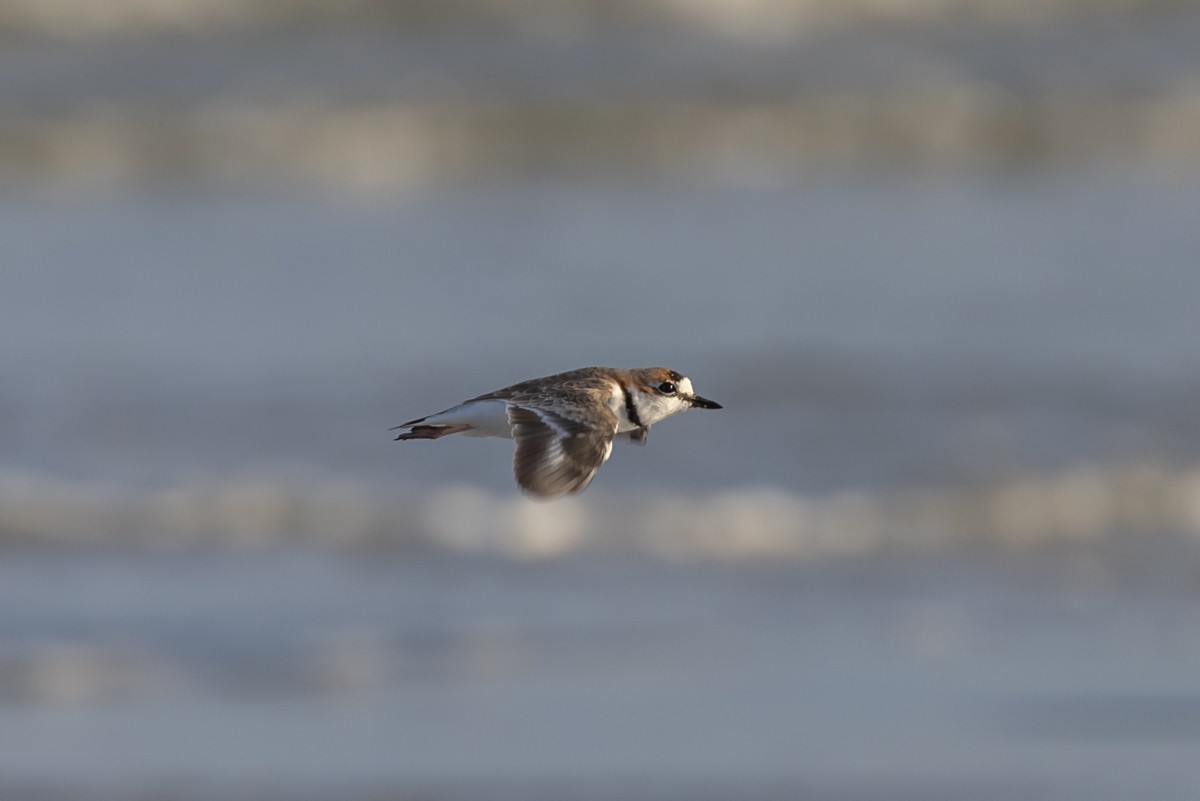 Yakalı Cılıbıt - ML646845343