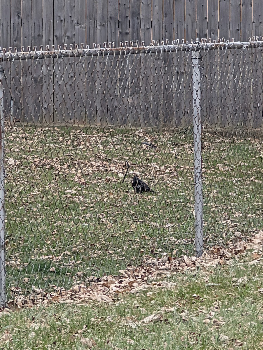 American Crow - ML646845344