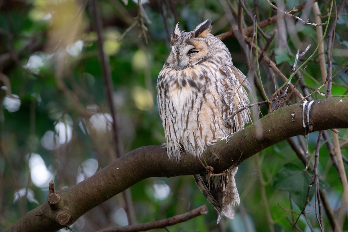 Ушастая сова - ML646845345