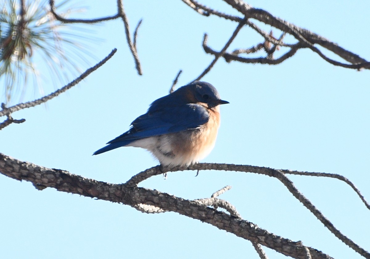 Блакитник східний - ML646845346