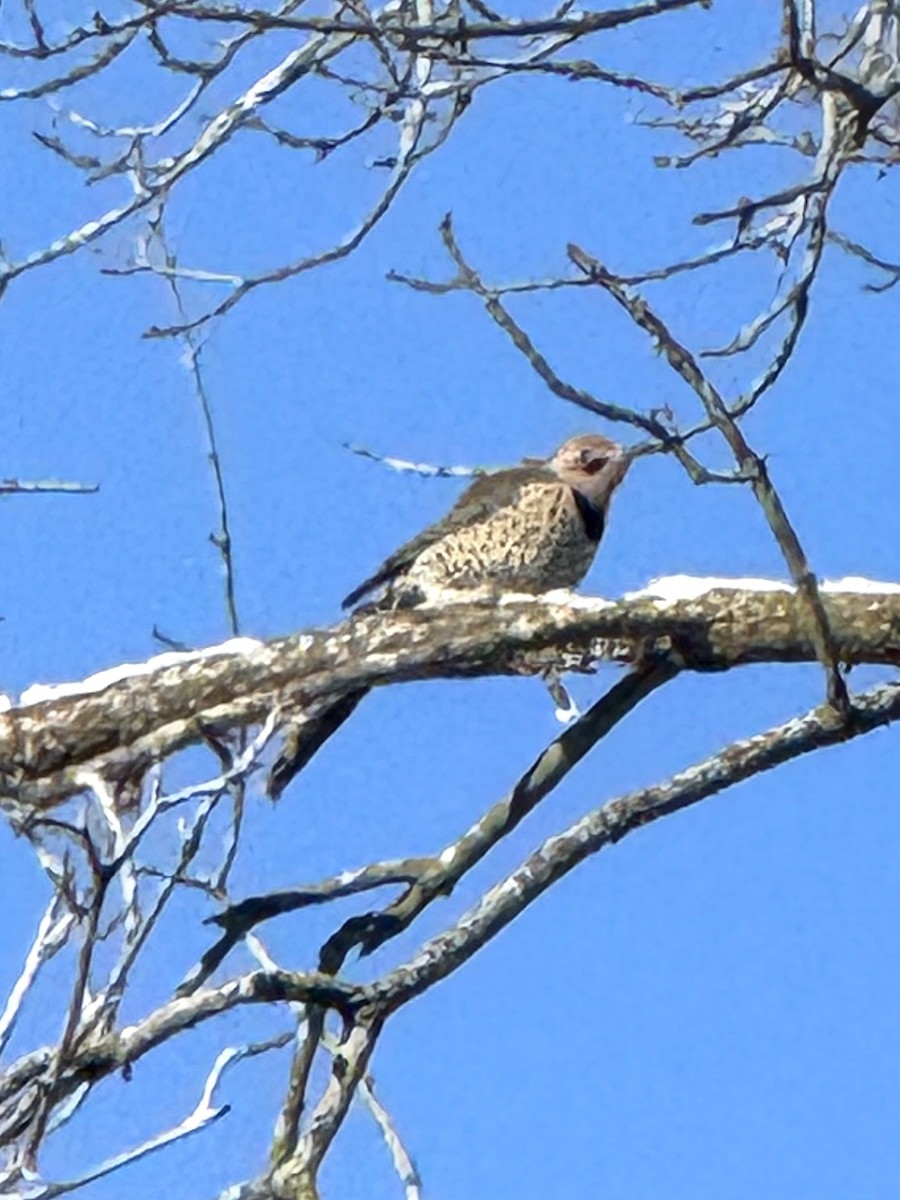 Шилоклювый дятел - ML646845348