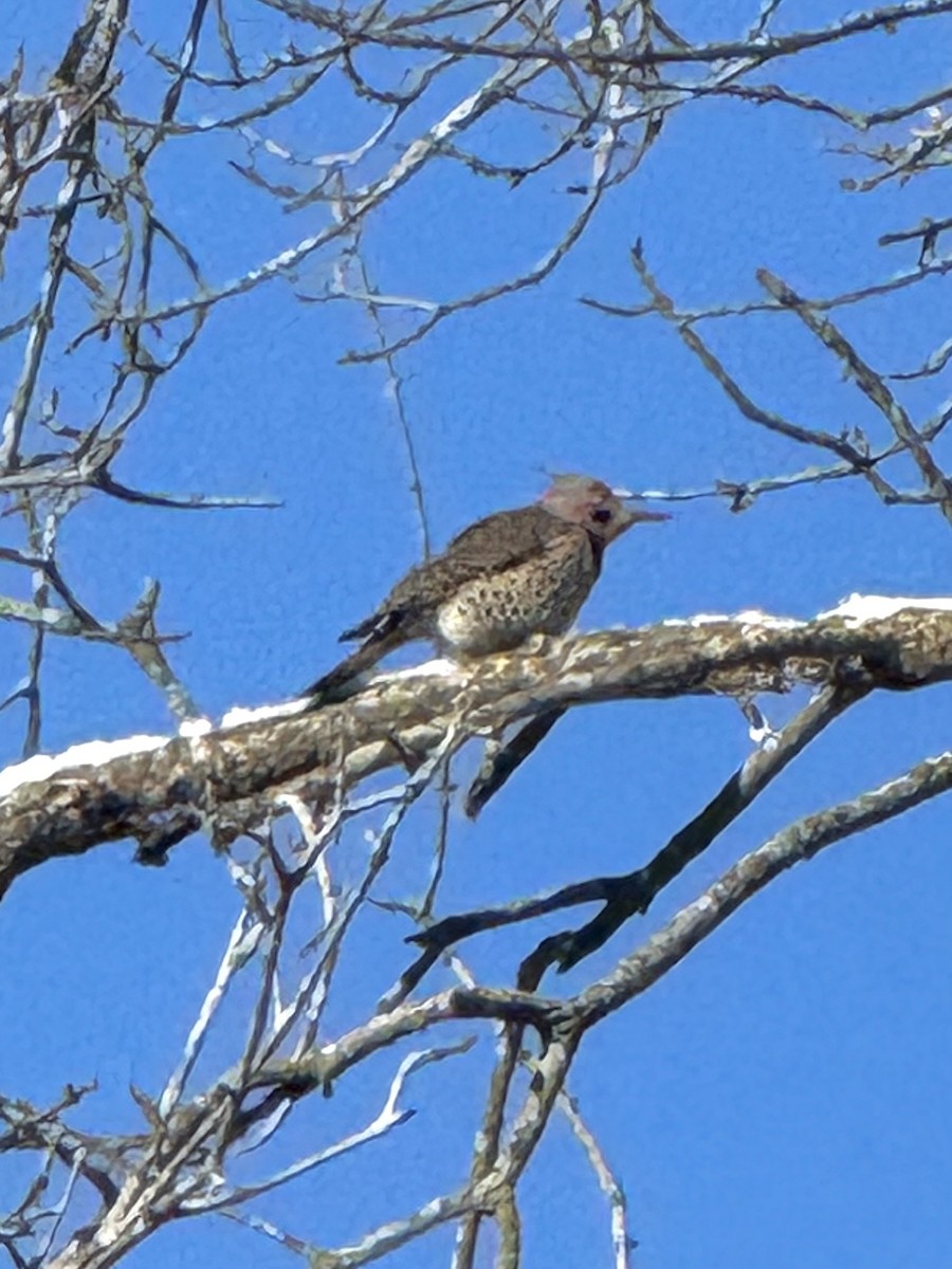 Шилоклювый дятел - ML646845349