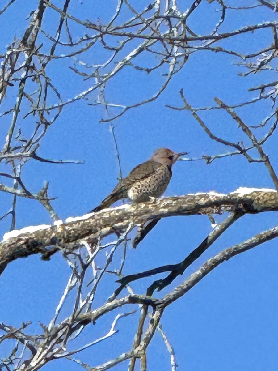 Шилоклювый дятел - ML646845350