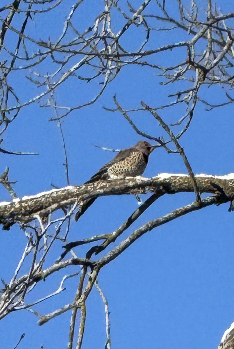 Шилоклювый дятел - ML646845351