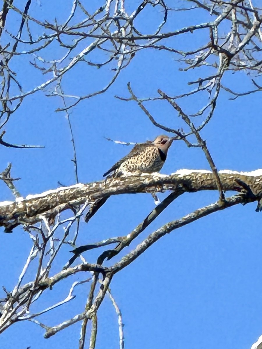 Шилоклювый дятел - ML646845352