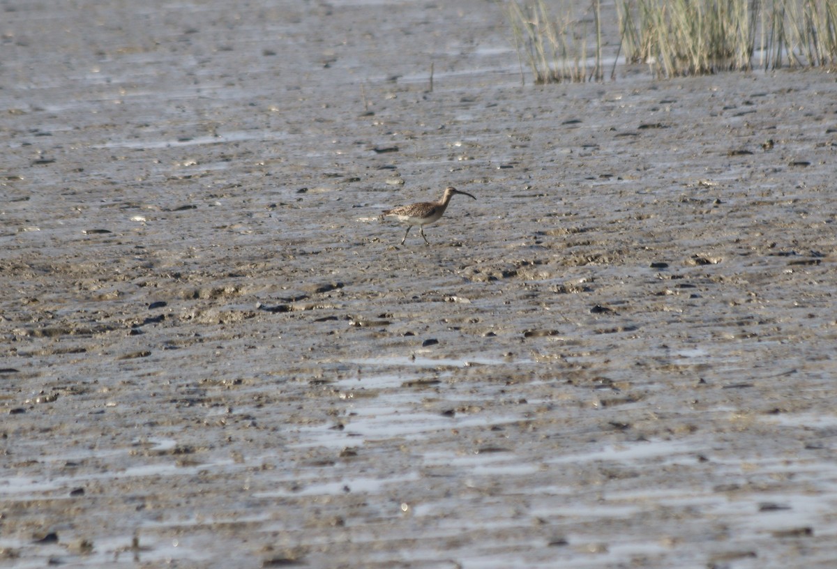 Eurasian Whimbrel - ML646845354