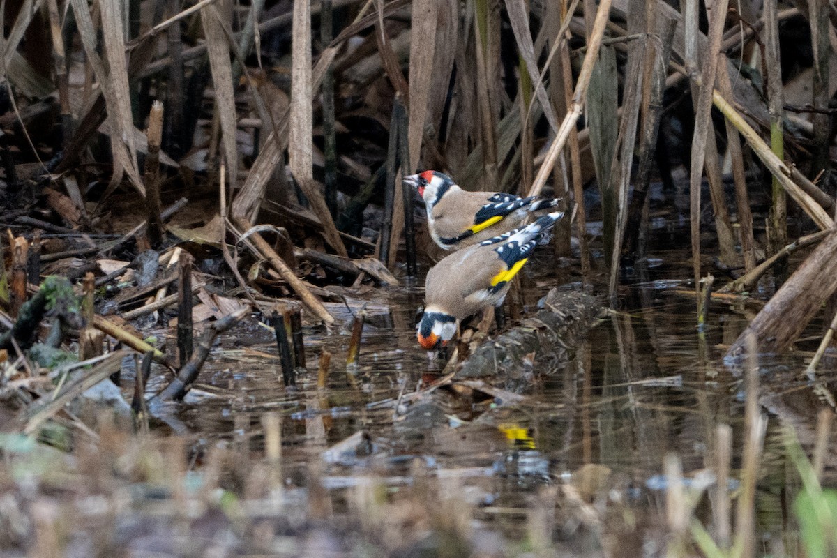 Щегол - ML646845355