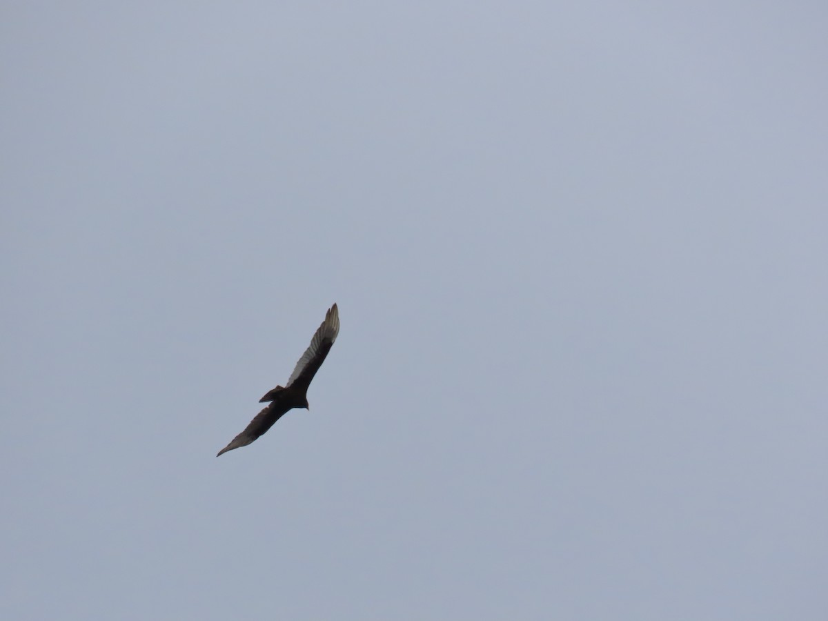 Катарта-индейка - ML646845356