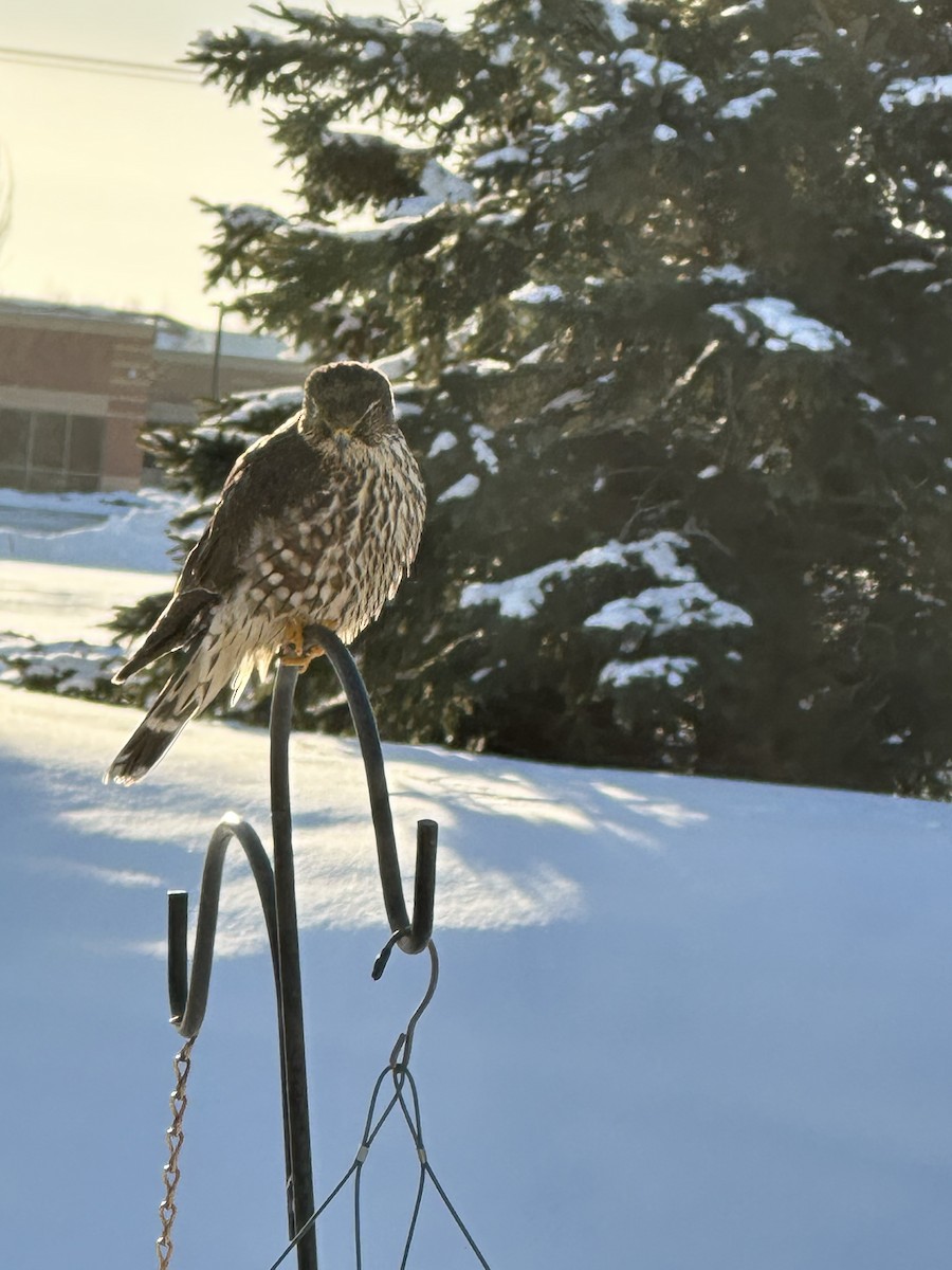 Дербник - ML646845357