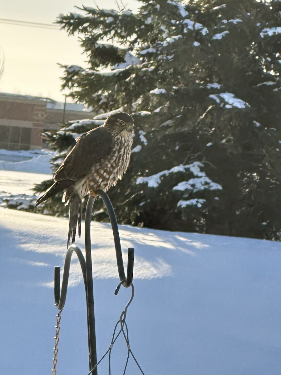 Дербник - ML646845358