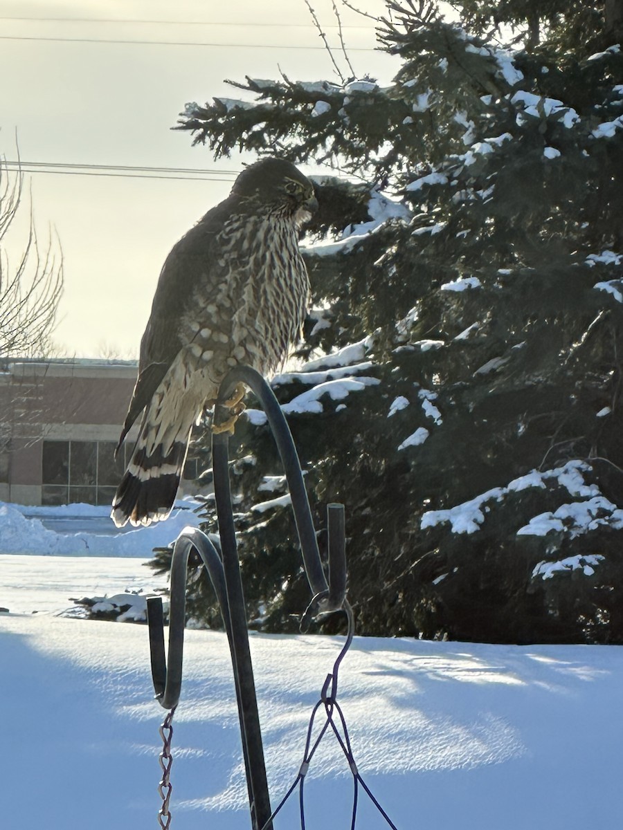 Дербник - ML646845359