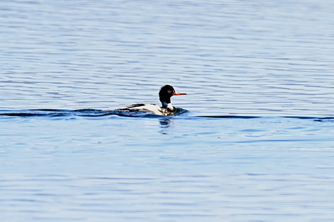 Длинноносый крохаль - ML646845360