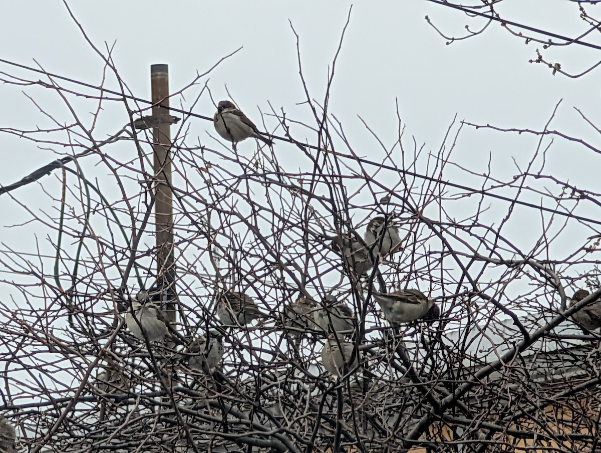 House Sparrow - ML646845362