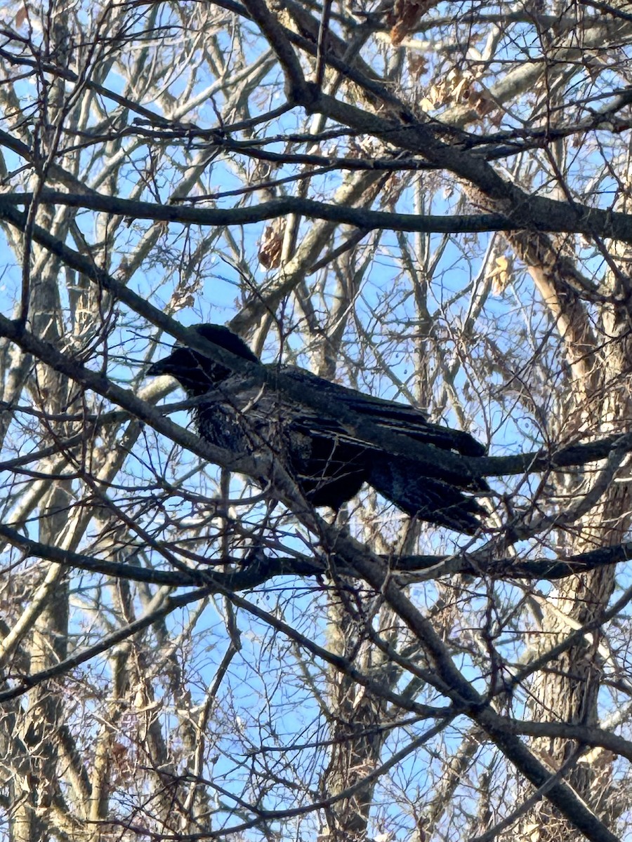 Американская ворона - ML646845363