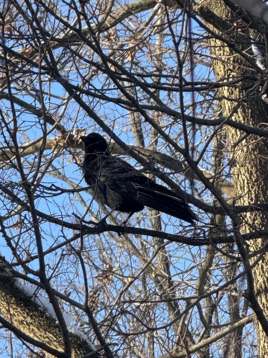 Американская ворона - ML646845364