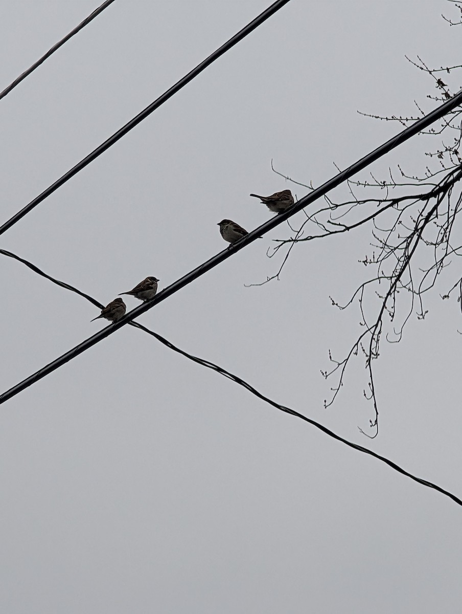 House Sparrow - ML646845365