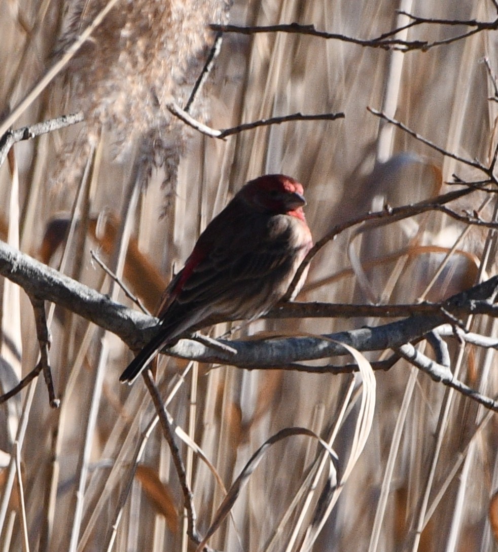 Мексиканская чечевица - ML646845366
