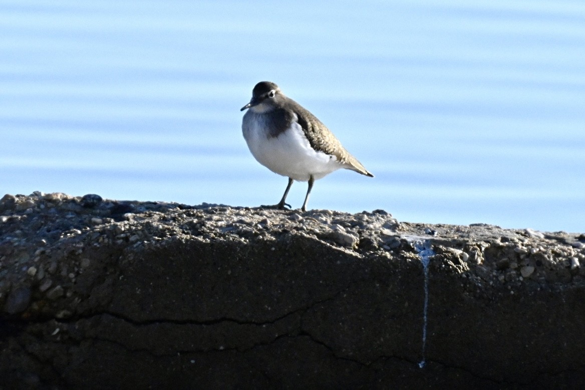 Перевозчик - ML646845367