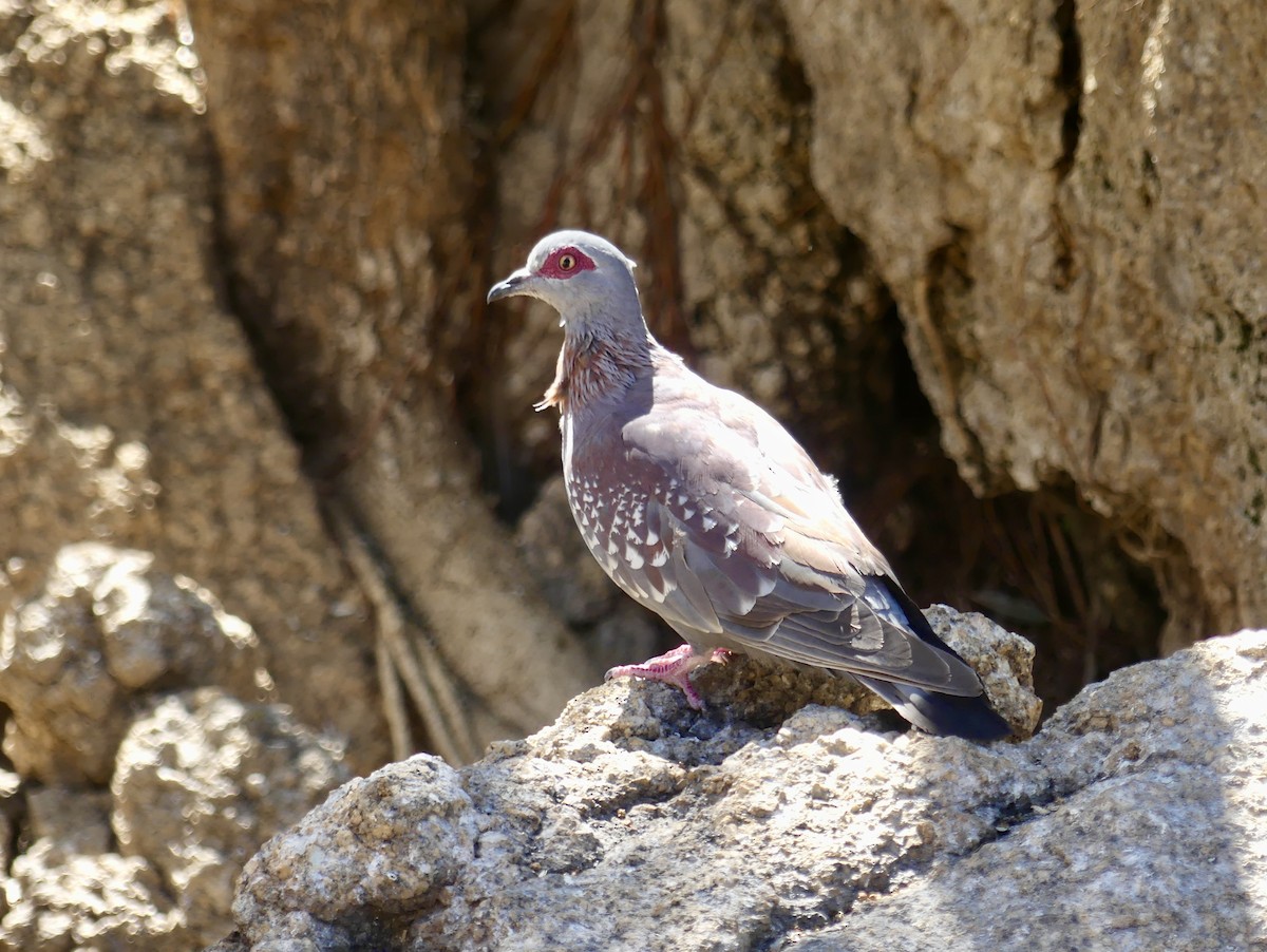 Крапчатый голубь - ML646845368