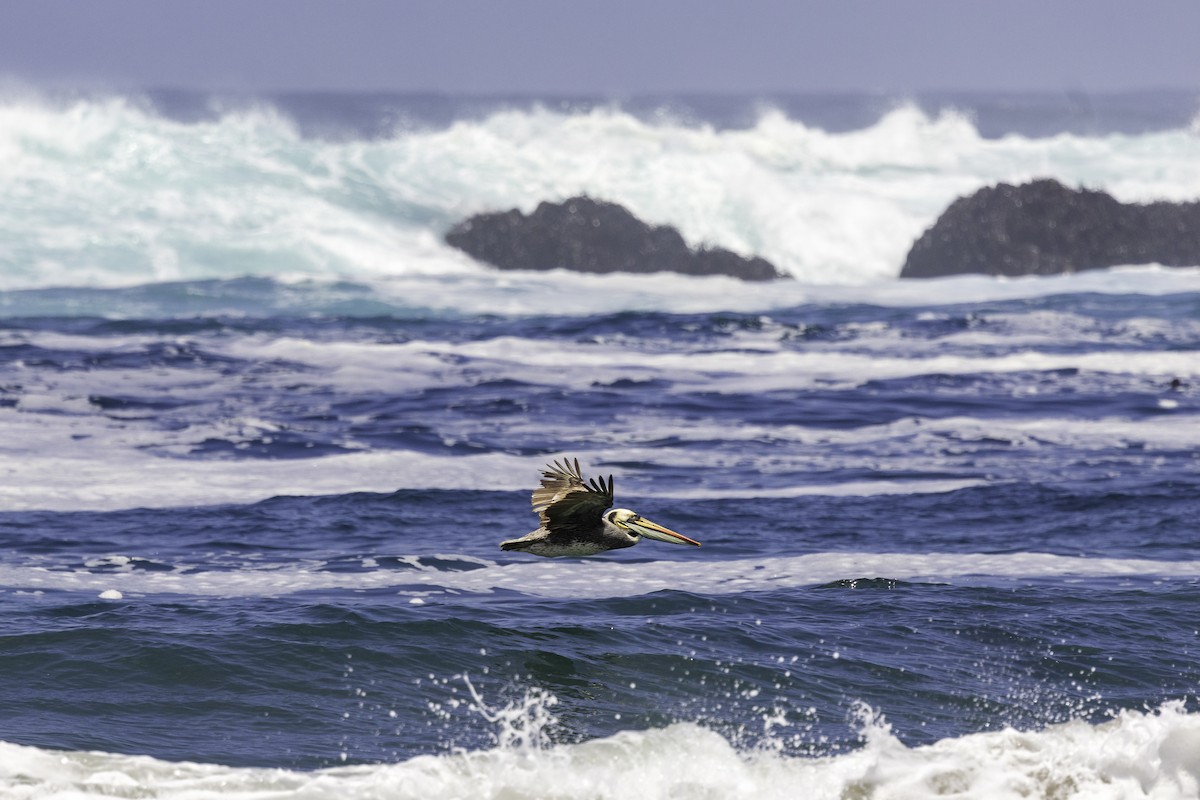 Peruvian Pelican - ML646845369