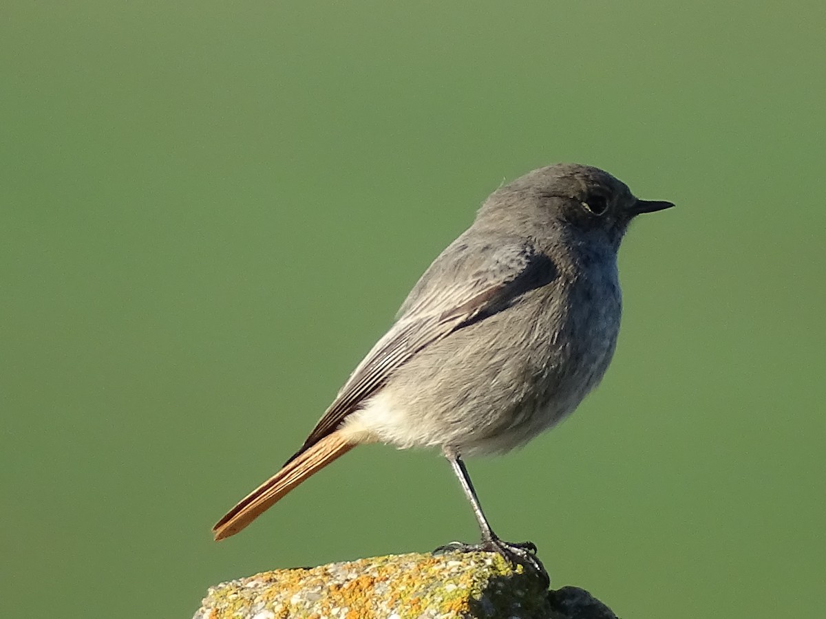 Черная горихвостка - ML646845370