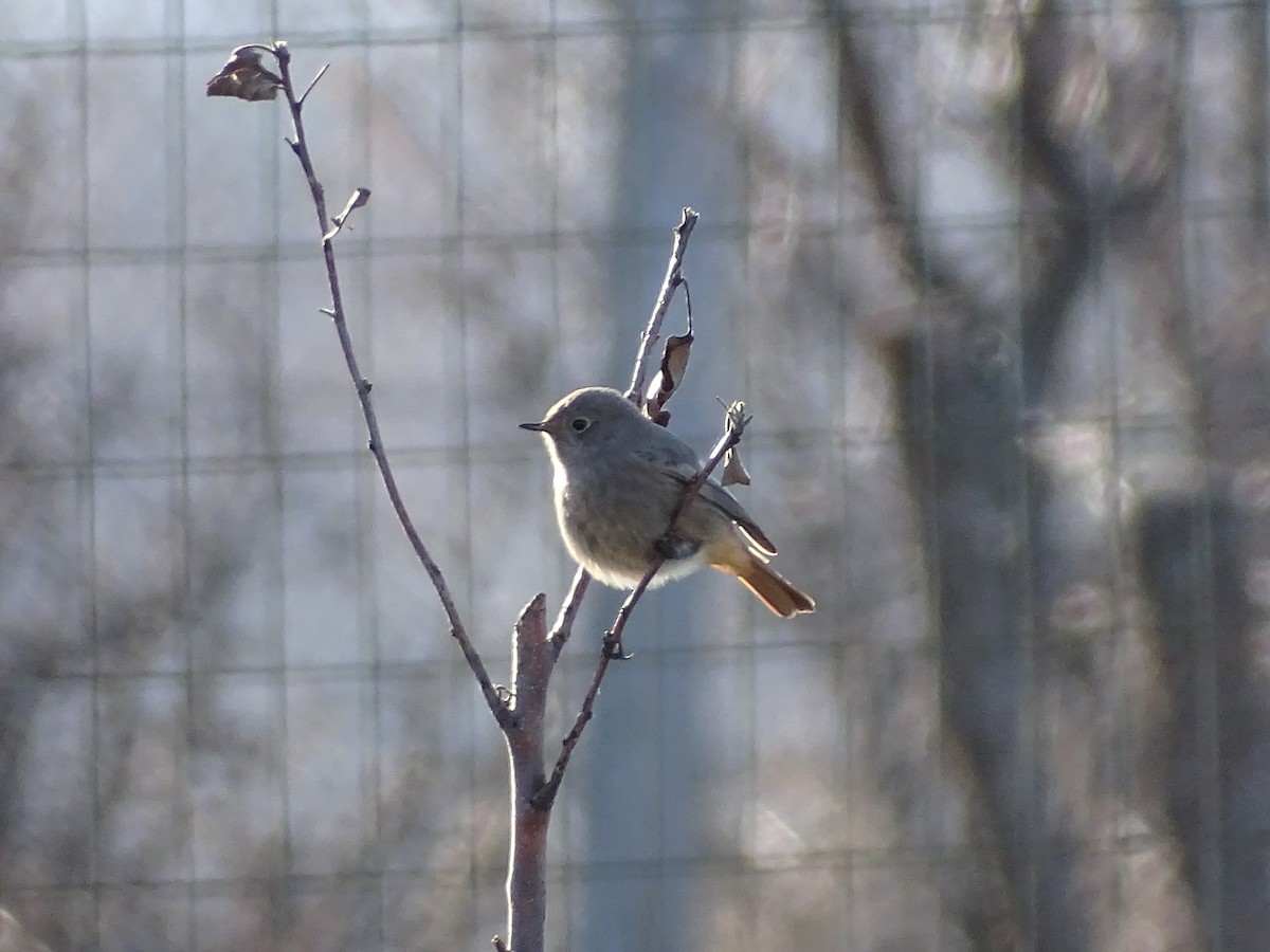 Черная горихвостка - ML646845371