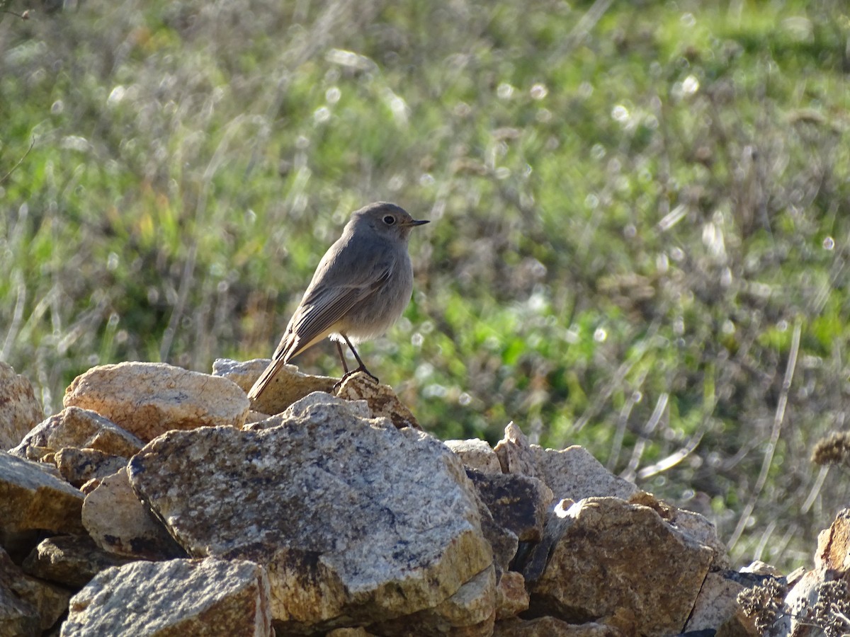 Черная горихвостка - ML646845372