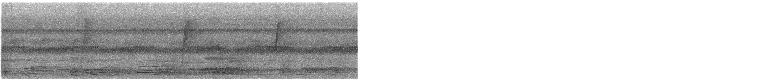 Phaethornis sp. - ML646845373