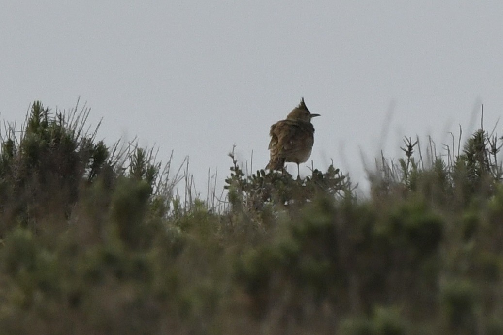 Хохлатый жаворонок (группа cristata) - ML646845374