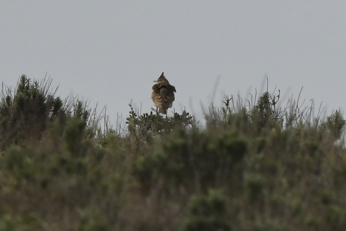 Хохлатый жаворонок (группа cristata) - ML646845375