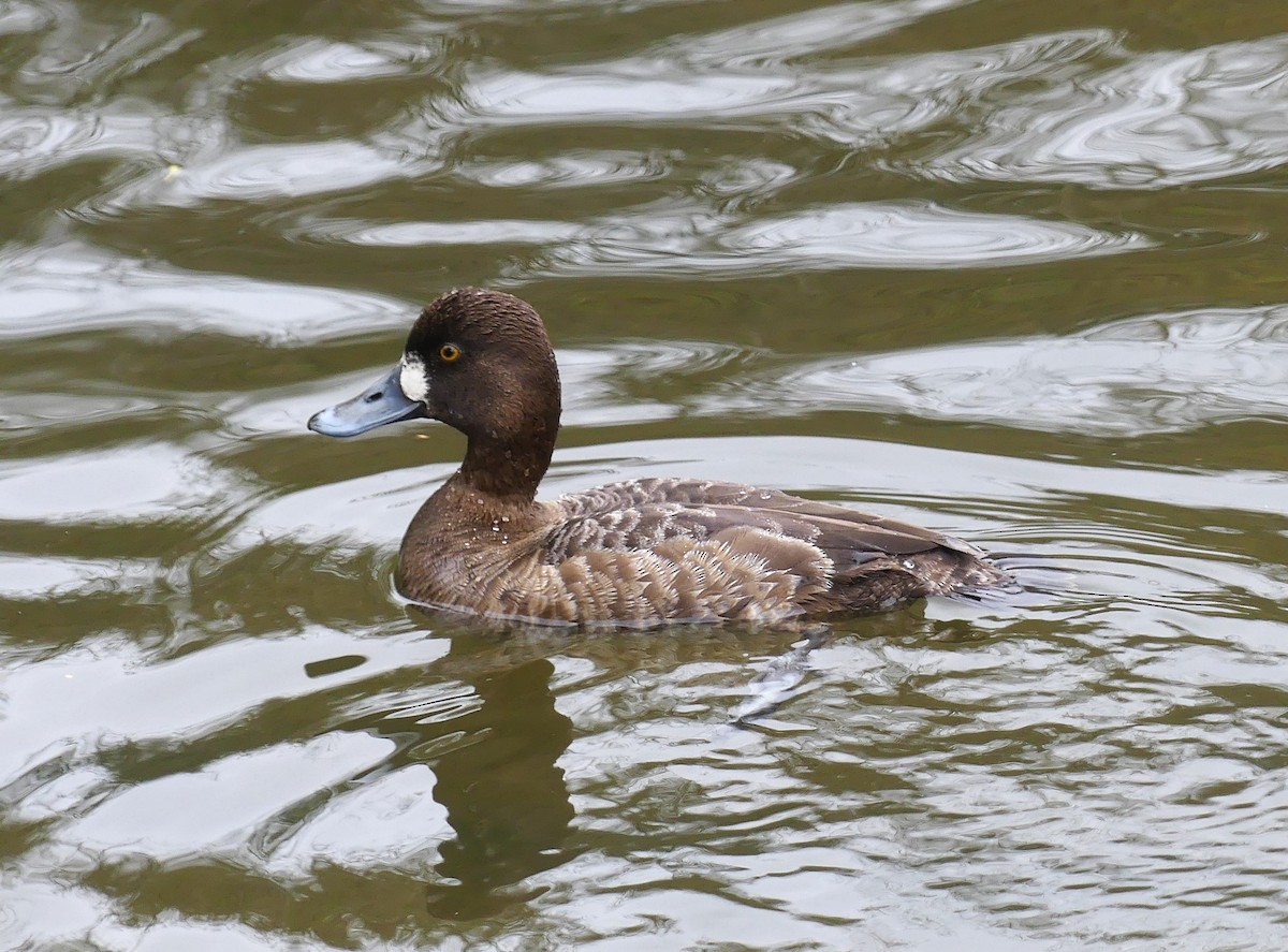 コスズガモ - ML646845378