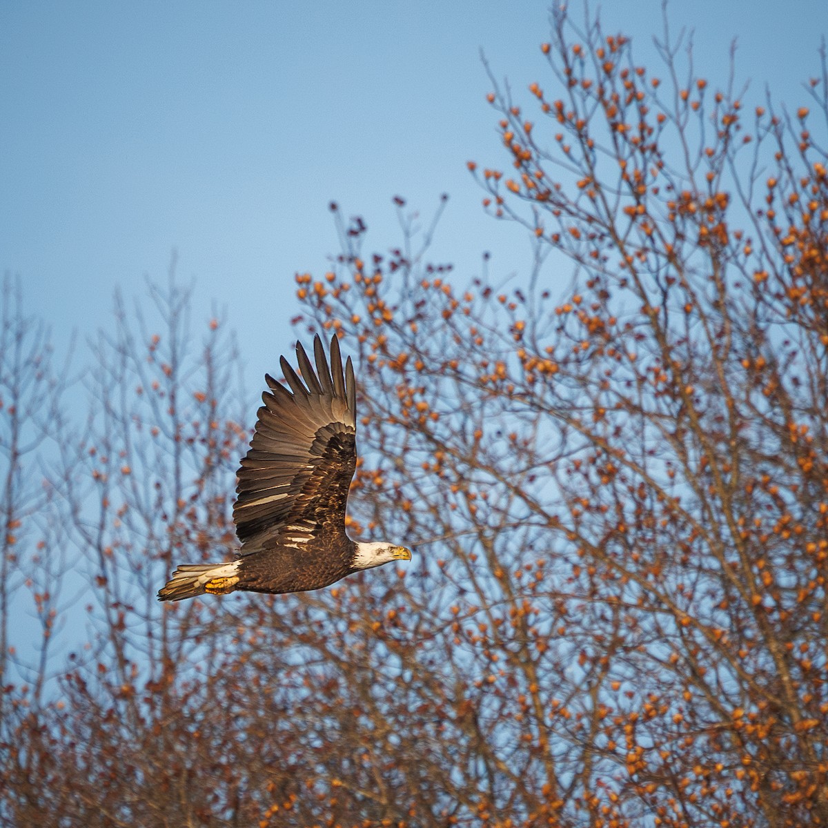 Bald Eagle - ML646845379